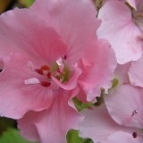 de îngrijire la domiciliu geranium Royal (Pelargonium), reproducerea și transplantul (regal) de îngrijire la domiciliu geranium Royal (Pelargonium), reproducerea și transplantul