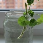 de îngrijire la domiciliu geranium Royal (Pelargonium), reproducerea și transplantul (muscata) de îngrijire la domiciliu geranium Royal (Pelargonium), reproducerea și transplantul