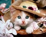Pisică și pisica din țară - pericolele care se află în așteptare pentru animale de companie (care) Pisică și pisica din țară - pericolele care se află în așteptare pentru animalele de companie
