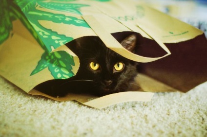 Cat în țară, articol (articolul pisici) Cat în țară, articolul