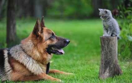 Cat în țară, articolul (cabana) Cat în țară, articolul