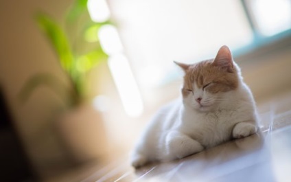 Cat în țară, articolul (cabana) Cat în țară, articolul