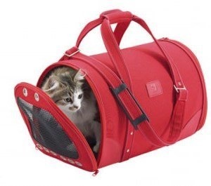 Cat în țară, articol (articolul pisici) Cat în țară, articolul