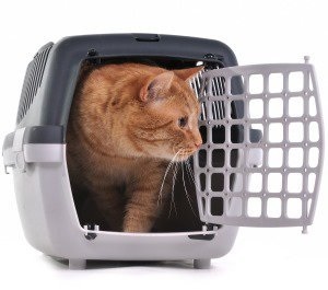 Cat în țară, articolul (pisica) Cat în țară, articolul