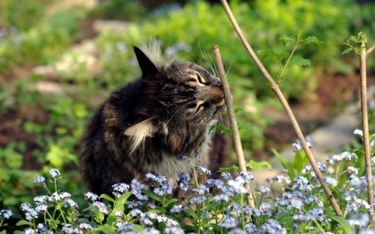 Cat în țară, articolul (cabana) Cat în țară, articolul