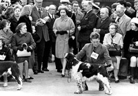 Crufts - Crufts - portal romanesc Staffordshire Bull Terrier (câine) Crufts - Crufts - portal romanesc Staffordshire Bull Terrier