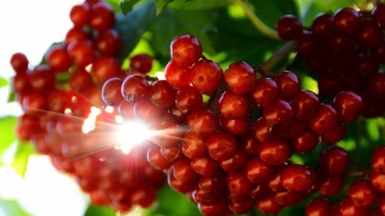 Red Viburnum proprietăți și contraindicații utile (proprietăți) Red Viburnum proprietăți utile și contraindicații