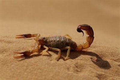 Cine trăiește în deșert știu! (Desert) Cine trăiește în deșert știu!