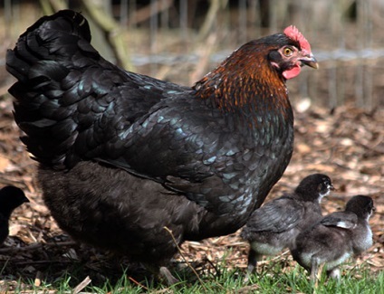 Pui Marans rasa (pui) Pui rasa Marans