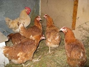 Caracteristici Pui de ras, descriere rasa Braun, fotografii și recenzii (maro) Pui aparat de ras caracteristici, descrierea rasa Braun, fotografii și recenzii