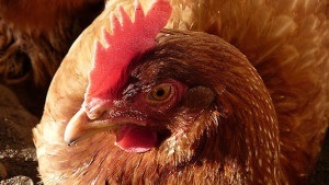 Pui aparat de ras caracteristici, descrierea rasa Braun, fotografii și recenzii (pui) Pui aparat de ras caracteristici, descrierea rasa Braun, fotografii și recenzii