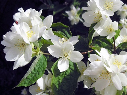 Chubushnik arbust - plantare și îngrijire chubushnika fotografie, decuparea și transplantarea chubushnika, specii și varietăți (de plantare) Chubushnik arbust - plantare și îngrijire chubushnika fotografie, decuparea și transplantarea chubushnika, specii și varietăți