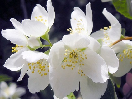 Chubushnik arbust - plantare și îngrijire chubushnika fotografie, decuparea și transplantarea chubushnika, specii și varietăți (de reproducere) Chubushnik arbust - plantare și îngrijire chubushnika fotografie, decuparea și transplantarea chubushnika, specii și varietăți
