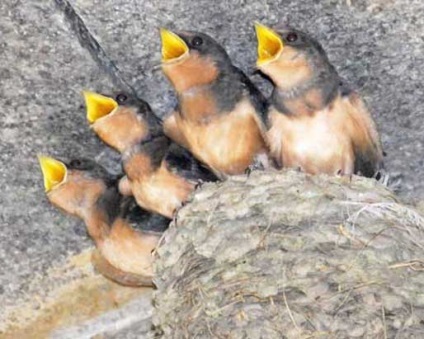 Înghițiți fotografii de păsări (înghițitură) Înghițiți fotografii de păsări