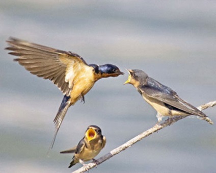 Fotografii de păsări înghițiți (pui) Înghițiți fotografii de păsări