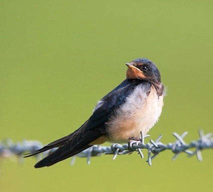 Înghițiți fotografii de păsări (pasăre) Înghițiți fotografii de păsări
