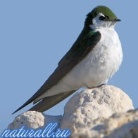 Swallows, faunei sălbatice România (animale) Swallows, animale sălbatice România
