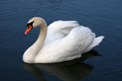 Mut descriere lebădă, habitat și foto (descriere) Descriere Swan Mute, habitat și fotografii