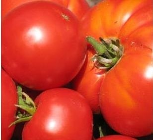 Tratamentul de tomate (tomate tratamente) tratamentul de tomate