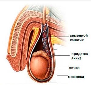 spermatocel Tratament (spermatocel) tratamentul spermatocel