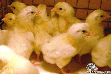 Productiv Leghorn pui rasa ou (ou) rasa Leghorn de ou de pui de producție