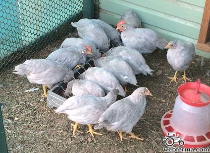 Productiv Leghorn pui rasa ou (ou) rasa Leghorn de ou de pui de producție