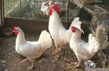 Productiv Leghorn rasa ou de pui (Leghorn) rasa Leghorn de ou de pui de producție