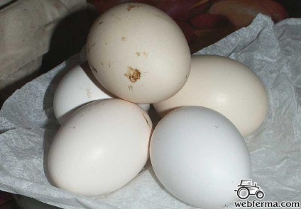pui Leghorn rasa productivă ou (piatra) rasa Leghorn de ou de pui de producție