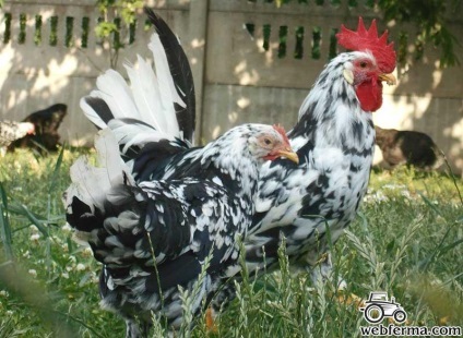 pui Leghorn rasa productivă ou (piatra) rasa Leghorn de ou de pui de producție