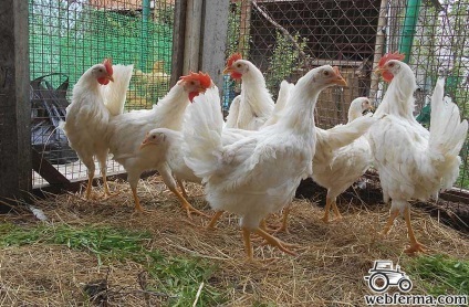 Productiv Leghorn rasa ou de pui (Leghorn) rasa Leghorn de ou de pui de producție