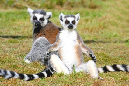 fotografii Lemoore, fapte amuzante descriere animale (fapte) Lemur fotografie, descriere animale, fapte interesante