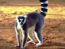 fotografii Lemoore, fapte amuzante descriere animale (fapte) Lemur fotografie, descriere animale, fapte interesante