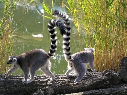 Lemur fotografie, descriere animale, fapte interesante (ale animalului) Lemur fotografie, descriere animale, fapte interesante