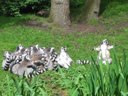 fotografii Lemoore, fapte amuzante descriere animale (fapte) Lemur fotografie, descriere animale, fapte interesante