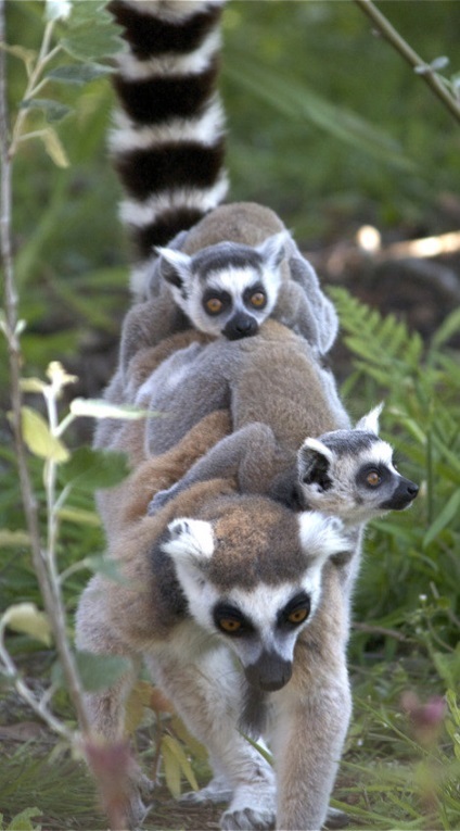 Lemur fotografie, descriere animale, fapte interesante (ale animalului) Lemur fotografie, descriere animale, fapte interesante