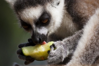 fotografii Lemoore, fapte amuzante descriere animale (descriere) Lemur fotografie, descriere animale, fapte interesante