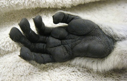 Lemur fotografie, descriere animale, fapte interesante (interesant) Lemur fotografie, descriere animale, fapte interesante