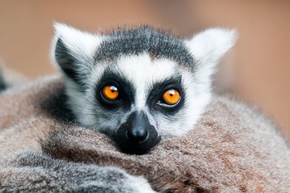 fotografii Lemoore, fapte amuzante descriere animale (fapte) Lemur fotografie, descriere animale, fapte interesante