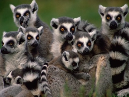 Lemur fotografie, descriere animale, fapte interesante (interesant) Lemur fotografie, descriere animale, fapte interesante