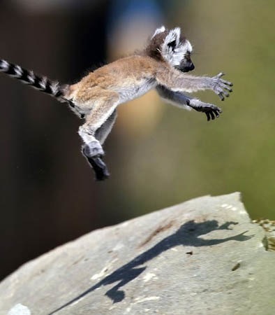 fotografii Lemoore, fapte amuzante descriere animale (descriere) Lemur fotografie, descriere animale, fapte interesante