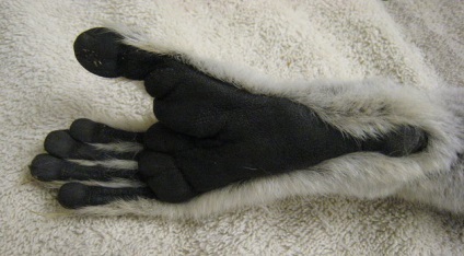 fotografii Lemoore, fapte amuzante descriere animale (descriere) Lemur fotografie, descriere animale, fapte interesante