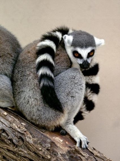 fotografii Lemoore, fapte amuzante descriere animale (fapte) Lemur fotografie, descriere animale, fapte interesante