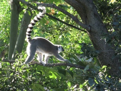 fotografii Lemoore, fapte amuzante descriere animale (lemur) Lemur fotografie, descriere animale, fapte interesante