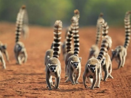 fotografii Lemoore, fapte amuzante descriere animale (lemur) Lemur fotografie, descriere animale, fapte interesante