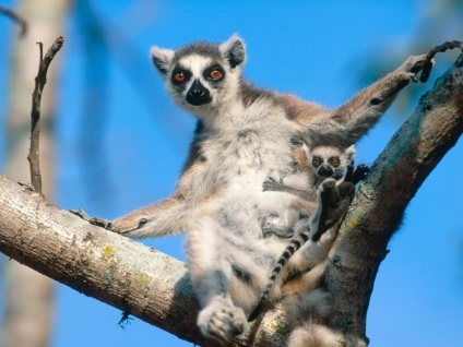Lemurii - spirite secretoase ale pădurii (lemuri) Lemurii - băuturi spirtoase pădure secretos