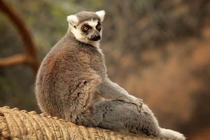 Lemurii - spirite secretoase ale pădurii (lemuri) Lemurii - băuturi spirtoase pădure secretos