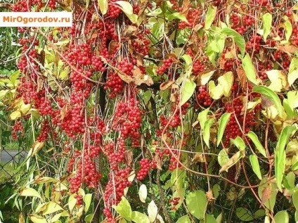 Schisandra - Secretele de cultivare și îngrijire (chineză) Schisandra - Secretele de cultivare și îngrijire