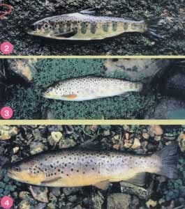 Salmon păstrăv (momeală) Somon sau păstrăv