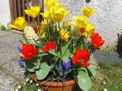 flori bulboase în ghivece - tehnologie de plantare (becuri) flori bulboase in ghivece - buna tehnica de plantare