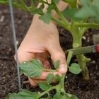 Calendar lunar grower 2017 (lunar) Calendarul lunar 2017 florărie